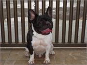 Hugas Dora Bulls Aramis